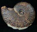 Pyritized Ammonites - Oujda, Morocco #14219-1